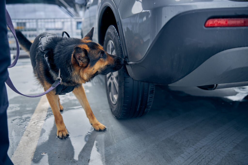 german,shepherd,dog,inspecting,automobile,and,searching,for,drugs,or