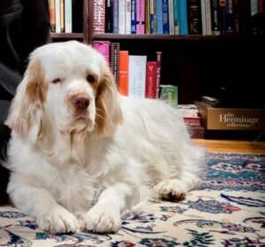 Buddhist reflection on euthanasia and love — author’s senior dog resting peacefully at home.